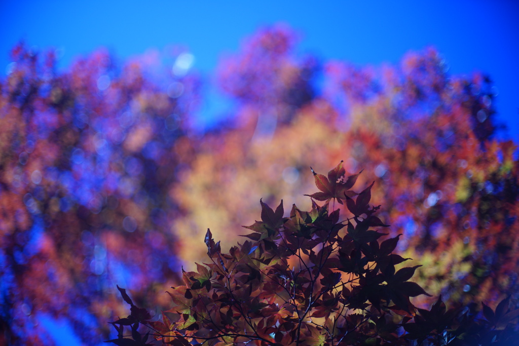 紅葉10