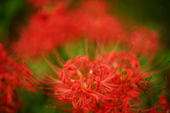 彼岸花7