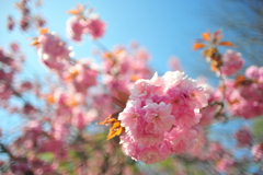 八重桜3