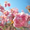 八重桜3