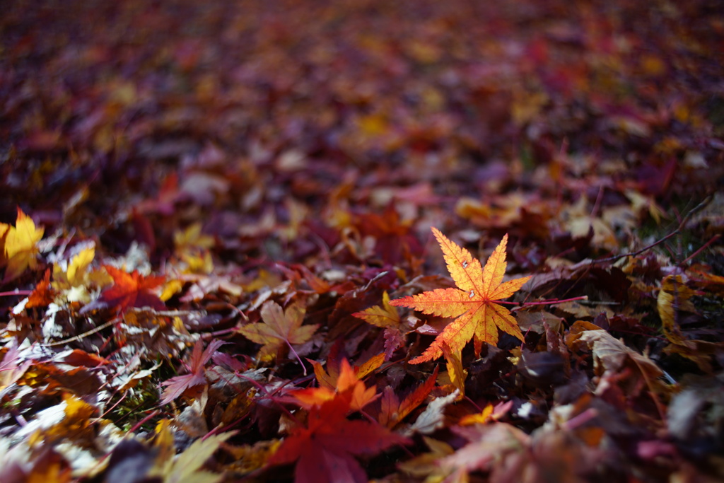 紅葉21