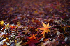 紅葉21