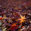 紅葉21