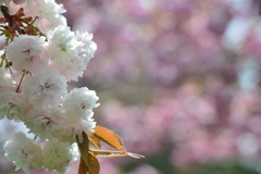 八重桜19