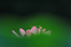 蓮・トンボ