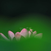 蓮・トンボ