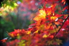 紅葉12