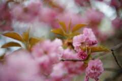 八重桜17