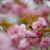 八重桜17