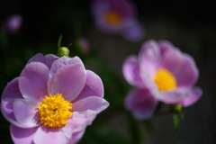 花4