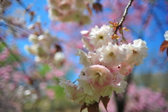 八重桜7