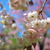 八重桜7
