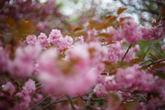 八重桜14