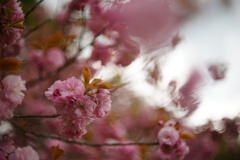八重桜9