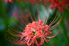 彼岸花4