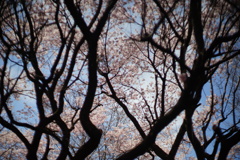 桜2