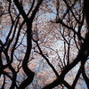 桜2
