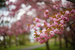 八重桜16