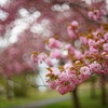 八重桜16