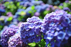 彩 紫陽花