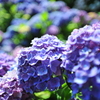 彩 紫陽花