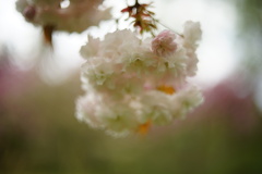 八重桜24