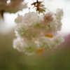 八重桜24