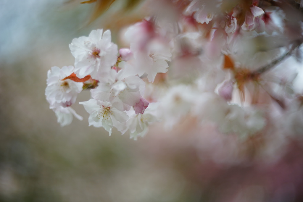 八重桜8