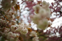 八重桜15