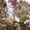 八重桜15