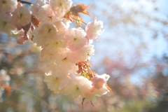 八重桜4