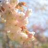 八重桜4