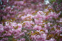 八重桜13