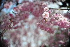 桜10