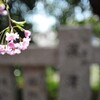 桜12