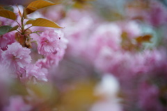 八重桜12