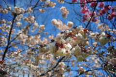 八重桜5