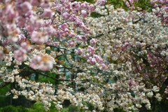 八重桜22