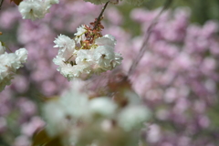 八重桜20