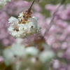 八重桜20