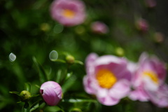 花6
