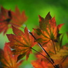 紅葉13