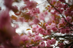 八重桜11