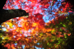 紅葉15