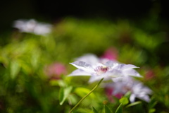 花5
