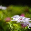 花5