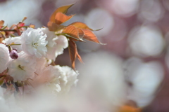 八重桜23