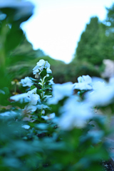 白い華に囲まれて