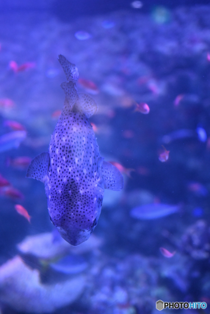 お魚さんも縦構図