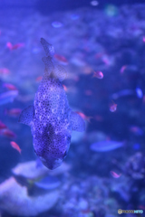 お魚さんも縦構図